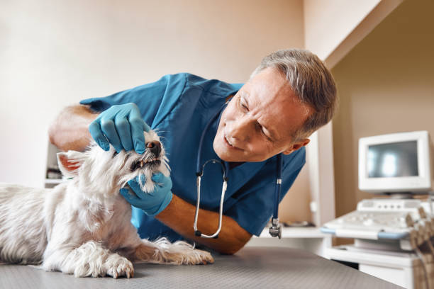 Best Emergency Denture Repair in Gooding, ID